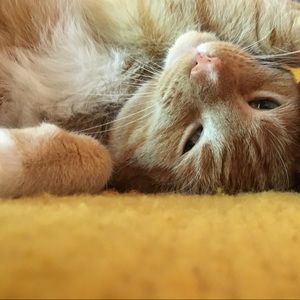 Meet your Posher, Cassie